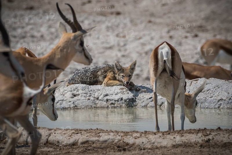 Black-backed jackal