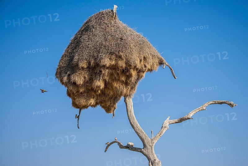 Community nest of settling weavers