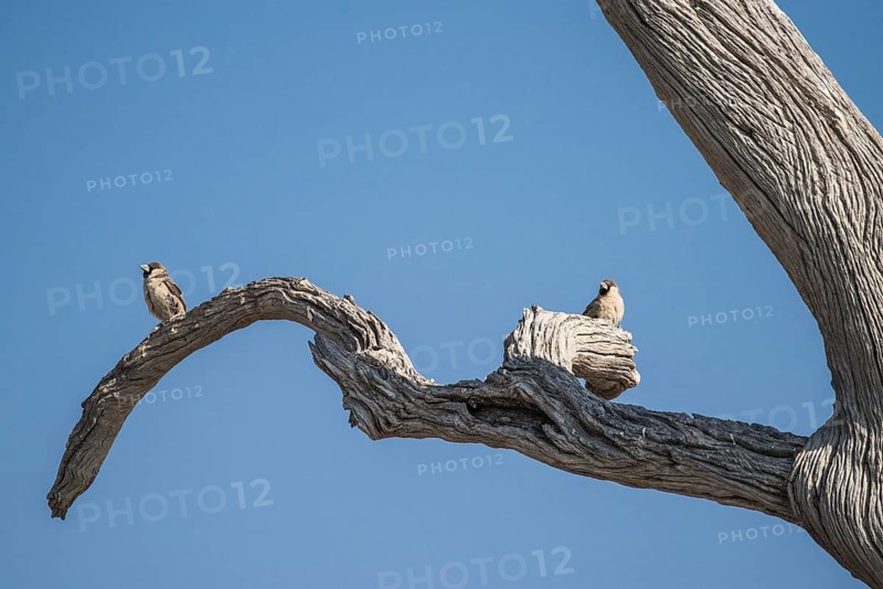 Sociable weaver