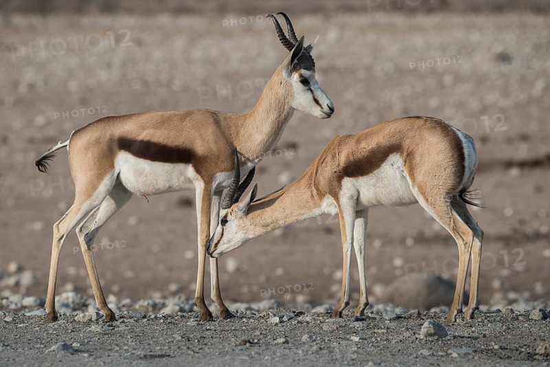 Springboks