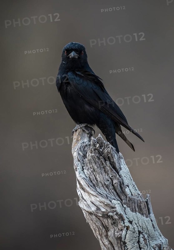 Mourning dongo or fork-tailed drongo