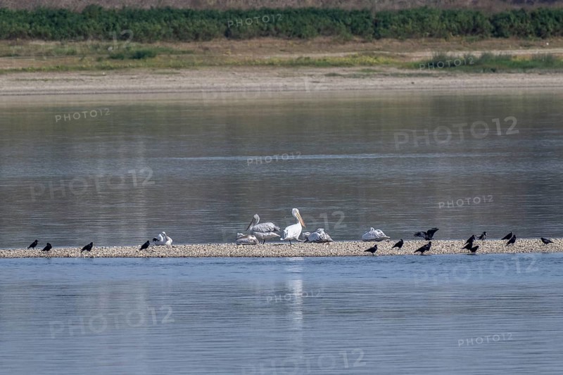 Dalmatian pelicans