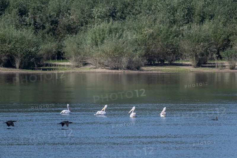 Dalmatian Pelicans