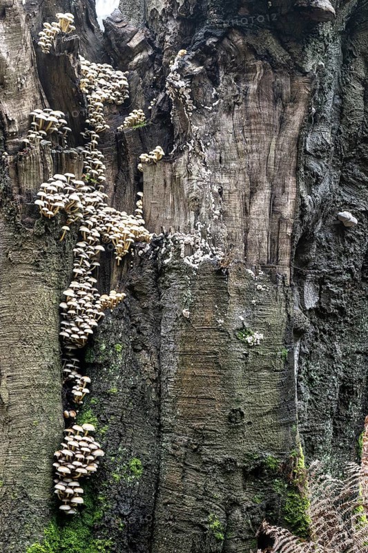 Sulphur tuft