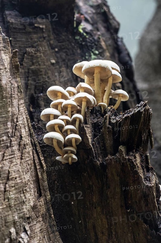 Sulphur tuft