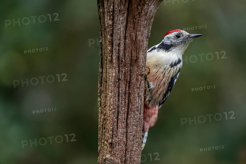 Middle Spotted Woodpecker