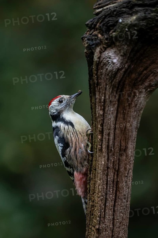 Middle Spotted Woodpecker