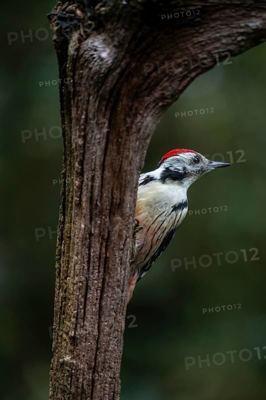 Middle Spotted Woodpecker