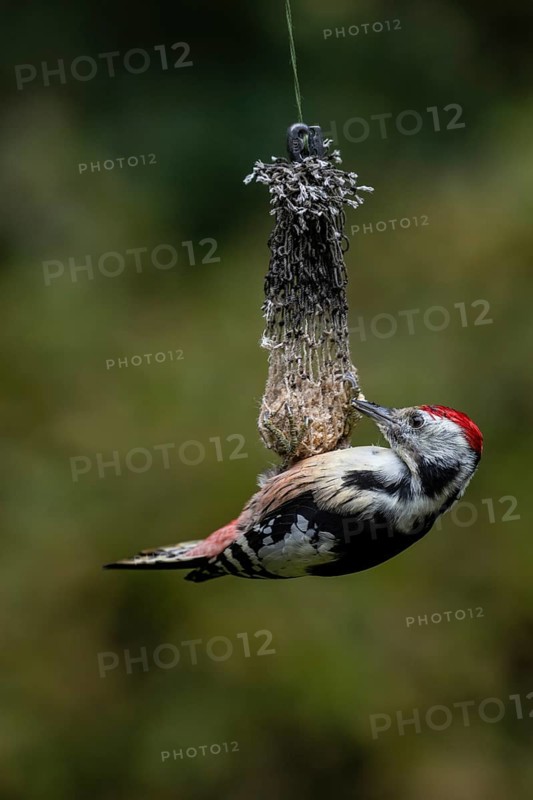 Middle Spotted Woodpecker
