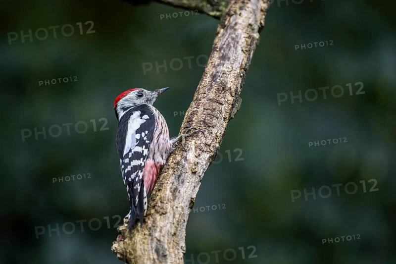 Middle Spotted Woodpecker