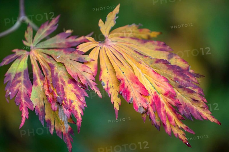 Fullmoon maple