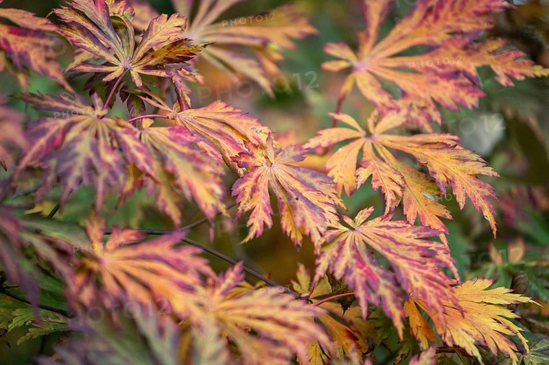 Fullmoon maple