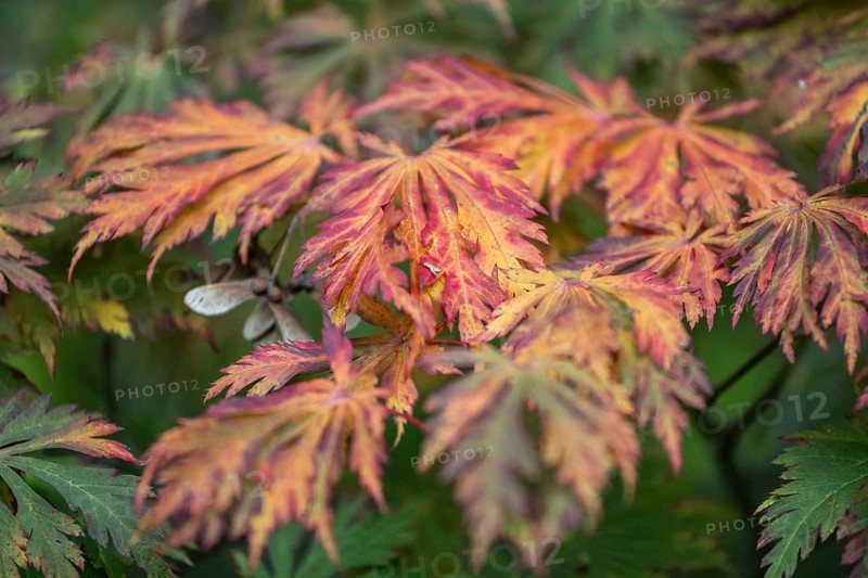 Fullmoon maple