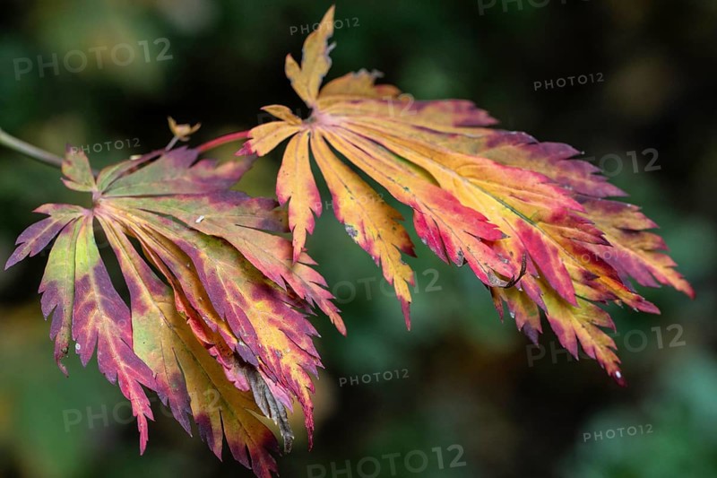 Fullmoon maple