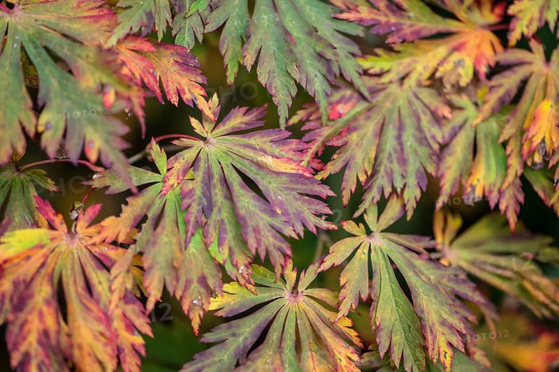Fullmoon maple