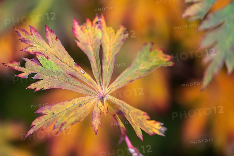 Fullmoon maple