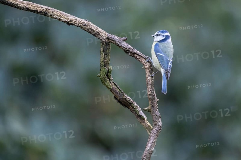 Blue Tit