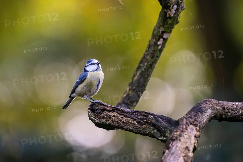 Blue Tit