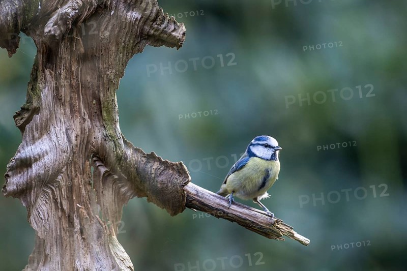 Blue Tit