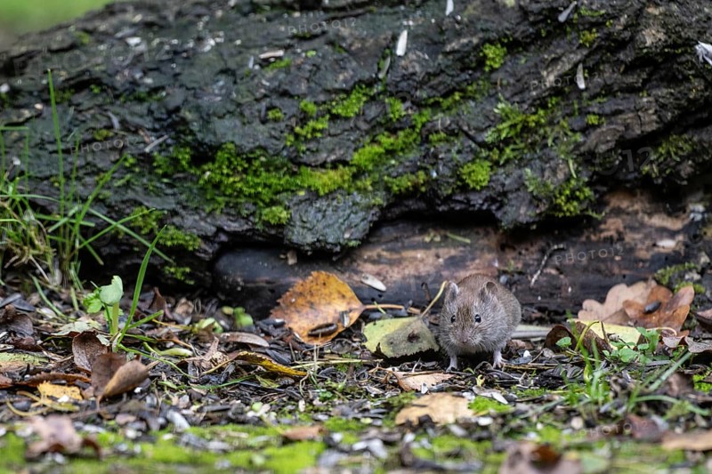 Bank vole