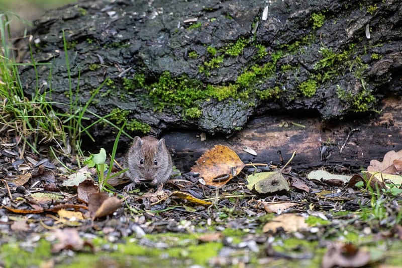 Bank vole