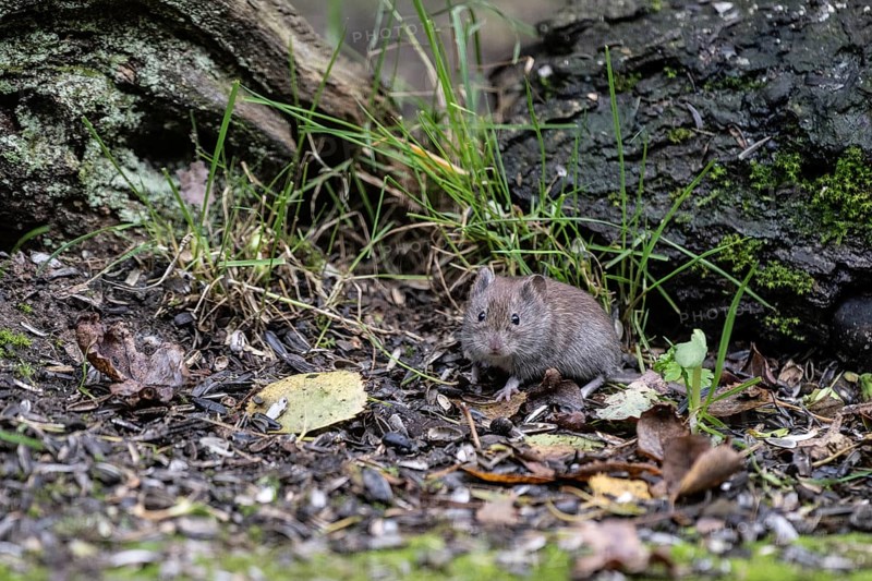 Bank vole