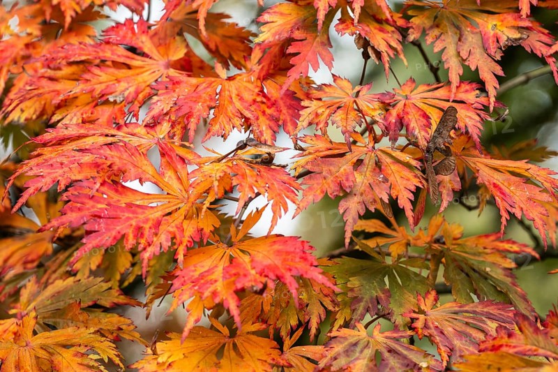 Fullmoon maple