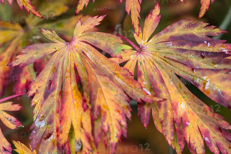 Fullmoon maple