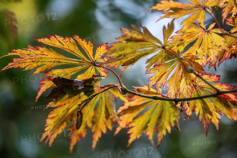 Fullmoon maple