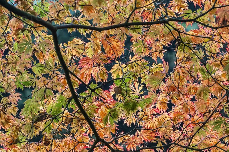 Fullmoon maple