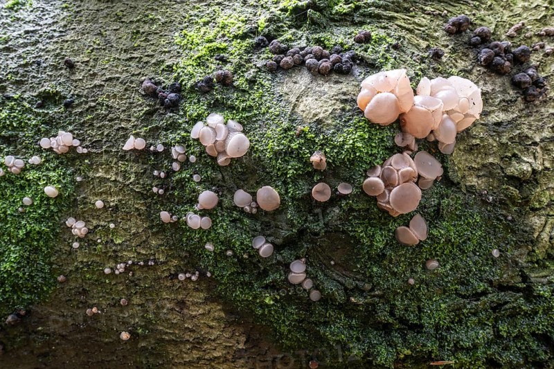 Beech jellydisc