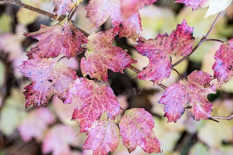 Guelder rose