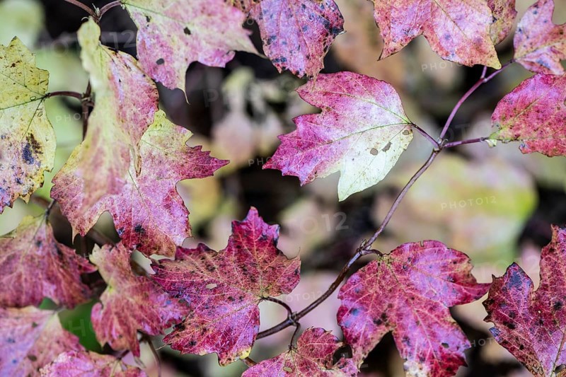 Guelder rose
