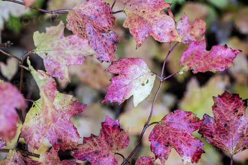 Guelder rose