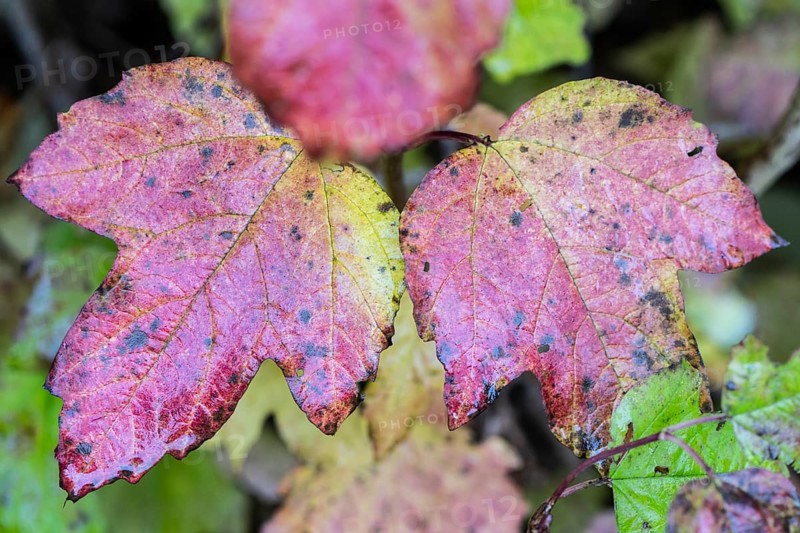 Guelder rose