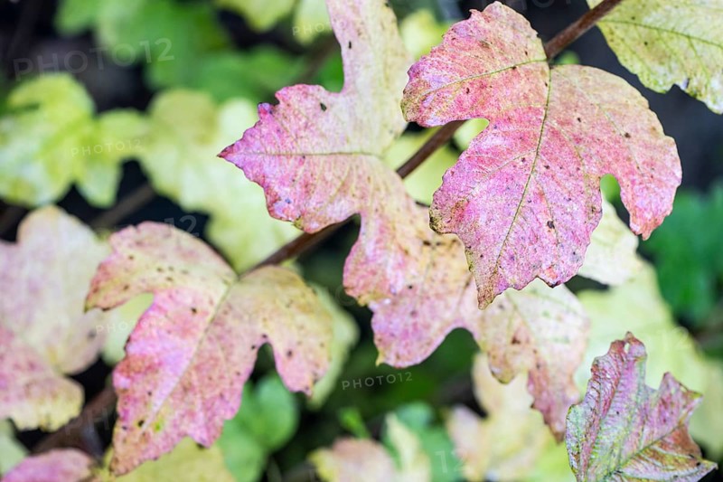 Guelder rose