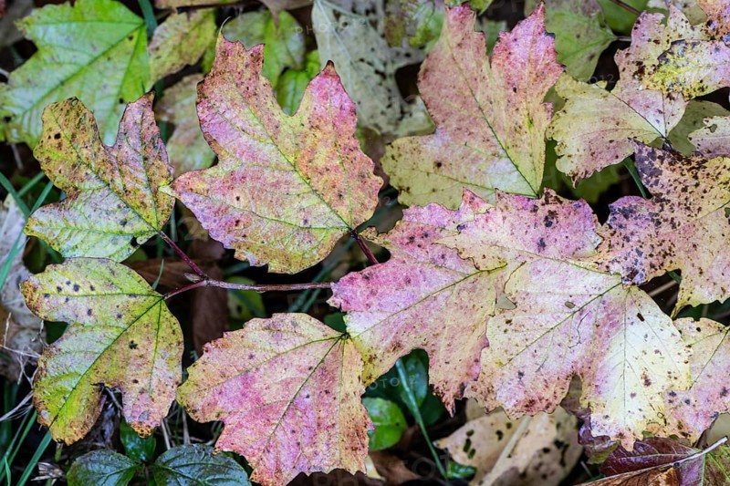 Guelder rose