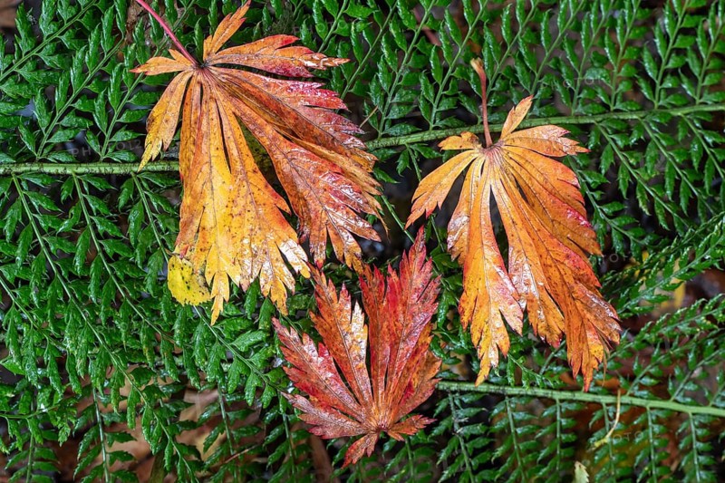 Leaves of