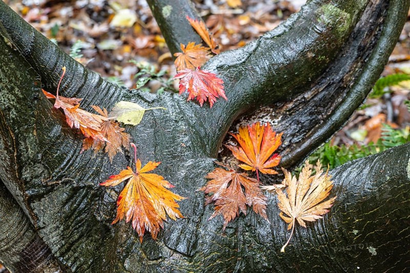 Leaves of