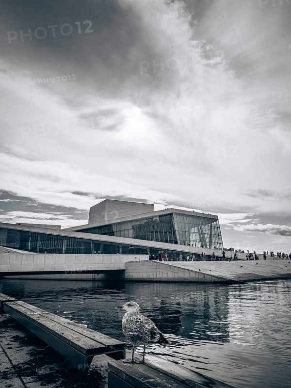 Seagull in front of the Opera House in Oslo