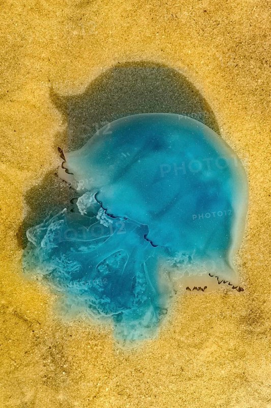 Blue jellyfish