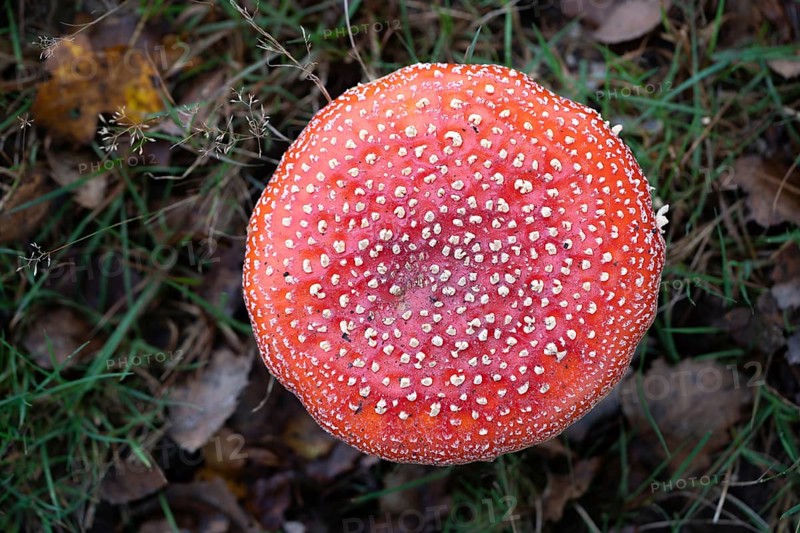 Fly agaric