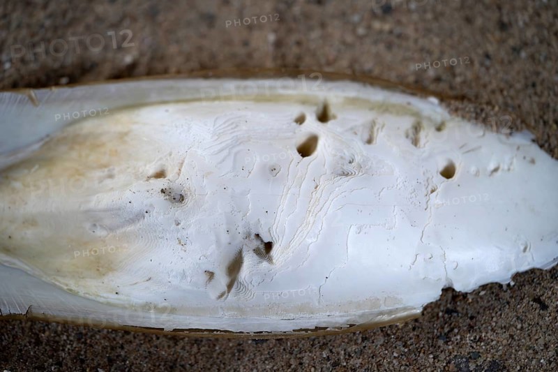 Common cuttlefish