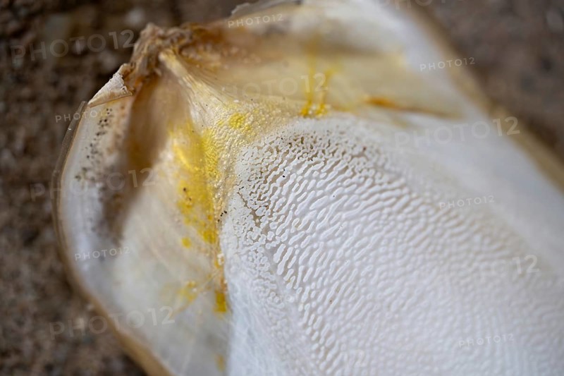 Common cuttlefish