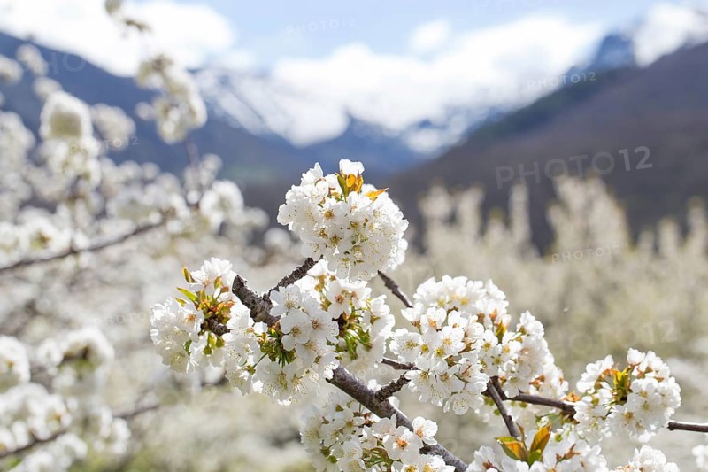 Blossoming cherry tree