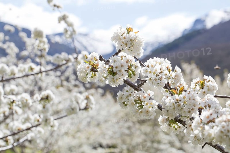 Blossoming cherry tree