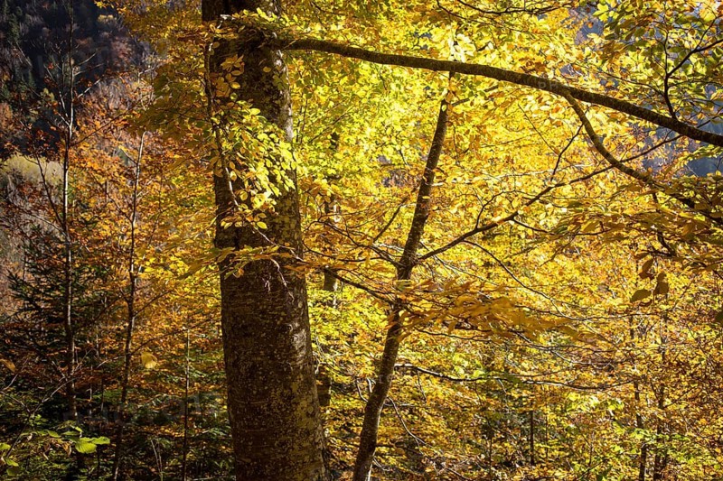 Autumn Forest