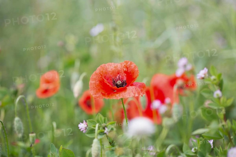 Poppy