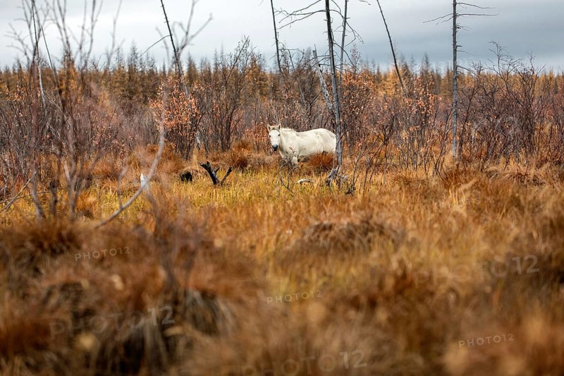 Wild Horse