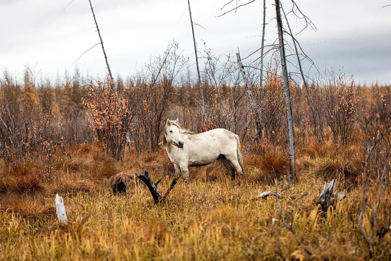 Wild Horse